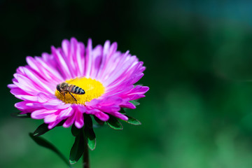 pink flower with a bee inside on a green background