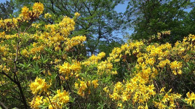 Rhododendron yellow spring in the park against the background of tall green trees and blue sky. Rhododendron Luteum Sweet