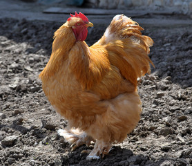 Breed red plumage cock