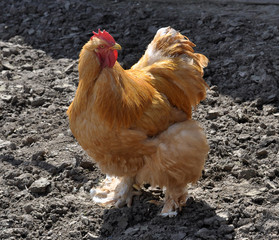 Breed red plumage cock