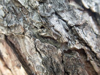 detail of a wood skin texture