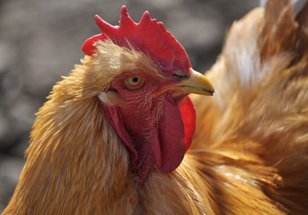 Breed red plumage cock