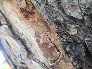 detail of a wood skin texture