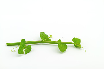 Close up fresh of Cissus Quadrangularis Linn.( Edible - Stemed Vine ) herb for pain treatment on white background