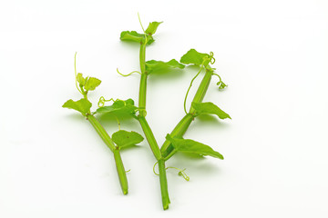 Close up fresh of Cissus Quadrangularis Linn.( Edible - Stemed Vine ) herb for pain treatment on white background