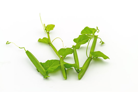 Close up fresh of Cissus Quadrangularis Linn.( Edible - Stemed Vine ) herb for pain treatment on white background