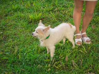 Chinese crested dog on a walk standing next to the female legs