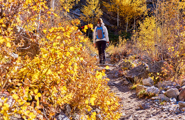 Fototapeta premium Tourist hiking in aspen grove at autumn