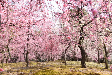 梅の花