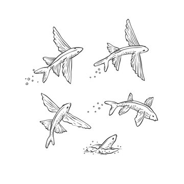 Vector set flying fish jumping dive and swim. Monochrome black sketch sea animals isolated on white background for oceanarium tourist cards or banners design.