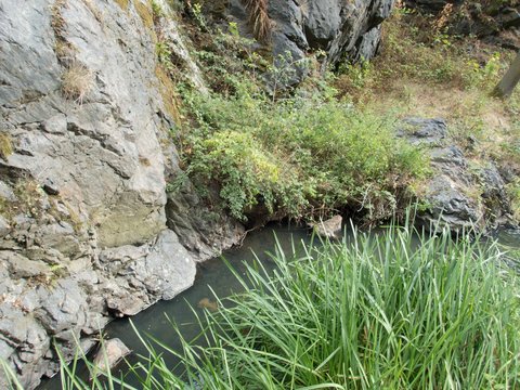 small stream in divoka sarka park in prague