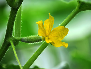 Cucumbers grow in polycarbonate greenhouses