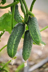 Cucumbers grow in polycarbonate greenhouses