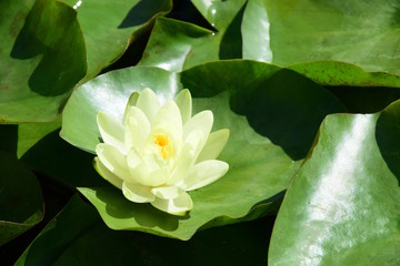Edle gelbe Seerose auf einem Seerosenteich im Sonnenschein