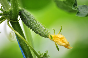Cucumbers grow in polycarbonate greenhouses
