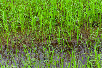 Green rice with water in field for growth up