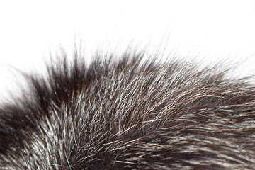 closeup of fur