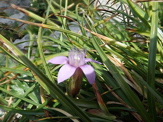 detail of aviolet alpine flower