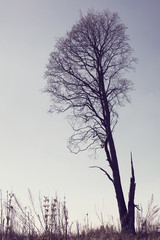 Leafless tree against the blue sky in Finland. Image includes a vintage effect.