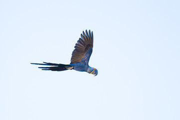 Hyacinth macaw flying