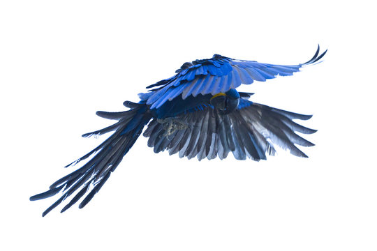 Fototapeta Hyacinth macaw flying