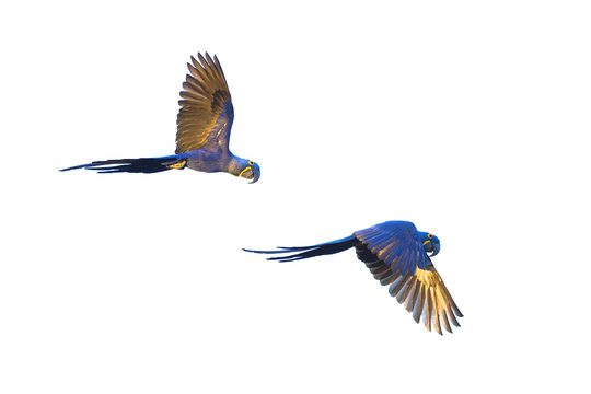 Hyacinth macaws flying