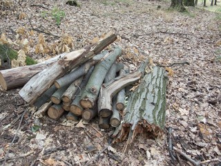 pile of wood in the forrest