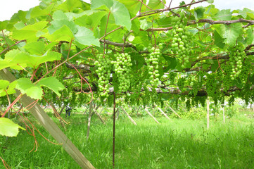 Grapevine trellis in Japan