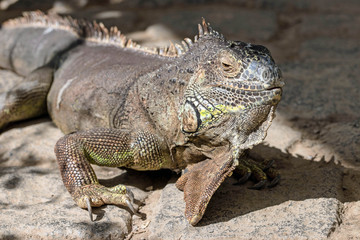 Nahaufnahme eines Leguans