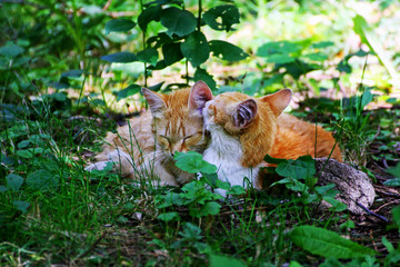 Cat and kitten laying in tall, thick grass.