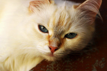 Portrait of a cat with gray eyes.