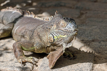 Nahaufnahme eines Leguans