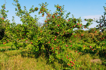 In the garden mature apples.