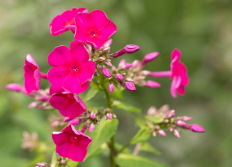 Village. Rural. Garden. Beautiful scarlet flowers. Flowers on the flowerbed.