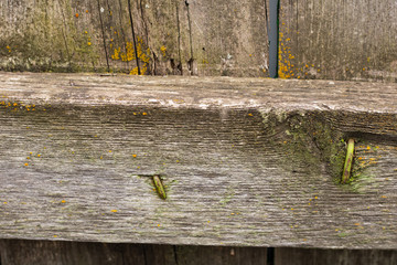 Village. Rural. Texture of an old tree. Element of a wooden wooden fence. Old fence.