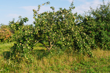 Fototapeta na wymiar In the garden mature apples.