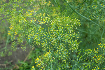 Village. Rural. Garden. Green seeds domestics dill. Inflorescence of dill.