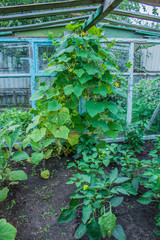 Village. Rural. Garden. Inside the greenhouse for cucumbers, peppers and zucchini.