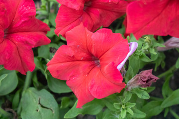 Village. Rural. Garden. Flower bed of red  flowers of Petunia. Beautiful flowers.