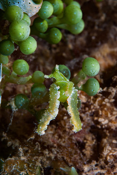 Lobiger viridis Sea Slug