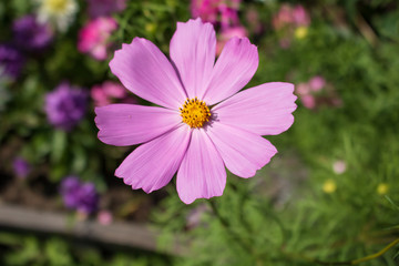 Obraz premium Village. Rural. Garden. Lovely pink field flower on the flower bed in the garden.