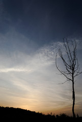 Obraz premium Leafless tree against the sky at dawn
