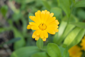 Village. Rural. Garden. Flower calendula medical on a flower bed in the garden.