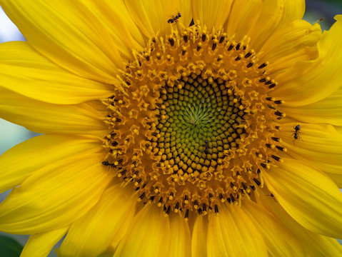 close-up yellow sunflower with insects ants bugs