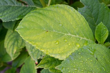 Blatt mit struktur mit Wassertropfen auf Fläche