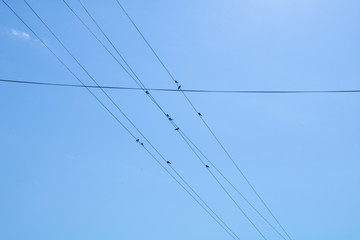 Village. Rural. Birds on wires in the sky over the village.