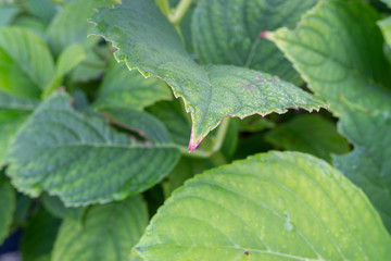 Grünes Blatt mit struktur mit Wassertropfen auf Fläche