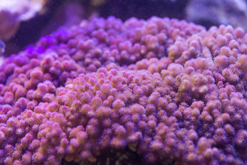coral Pocillopora