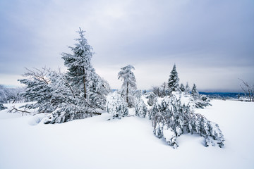 Bäume unter Schnee begraben auf dem Schliffkopf im Schwarzwald