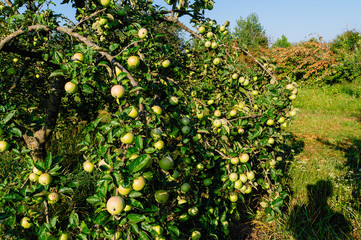 large spelled apples grow on branches of trees.